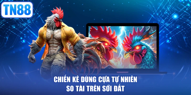 Chiến kê dùng cựa tự nhiên so tài trên sới đất