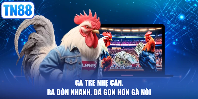 Gà tre nhẹ cân, ra đòn nhanh, đá gọn hơn gà nòi