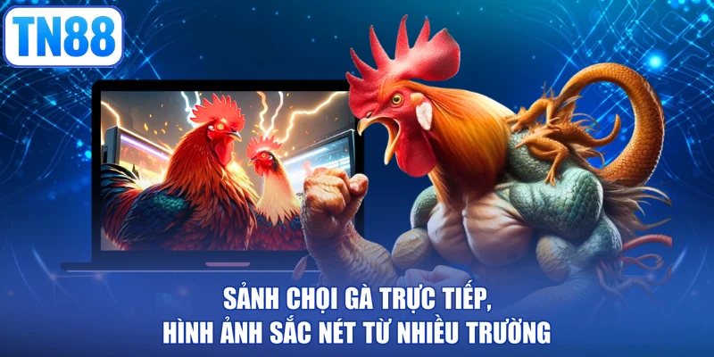 Sảnh chọi gà trực tiếp, hình ảnh sắc nét từ nhiều trường